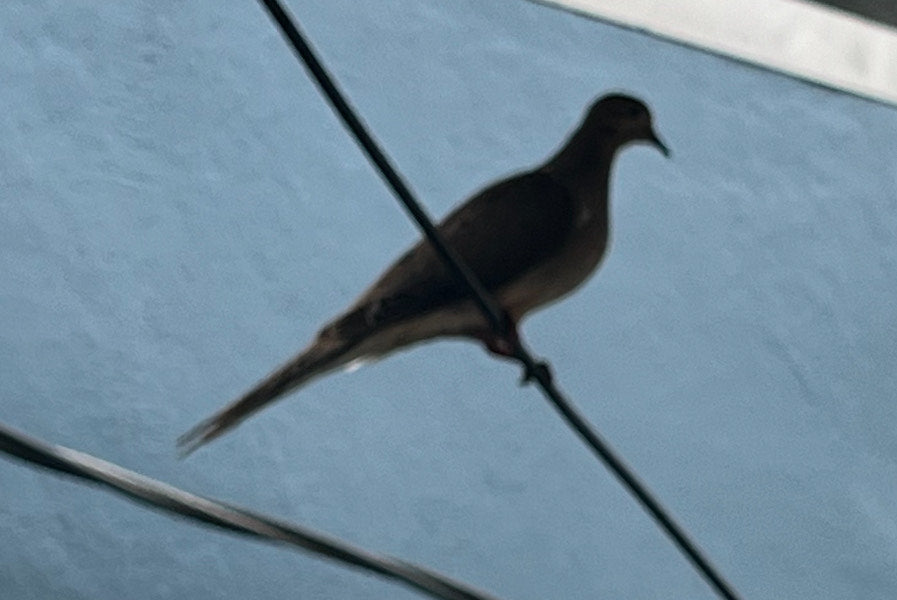 Mourning Dove T shirt